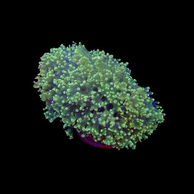 Yaeyamensis - 1 (Euphyllia Yaeyamaensis)