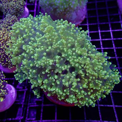 Yaeyamensis - 1 (Euphyllia Yaeyamaensis)