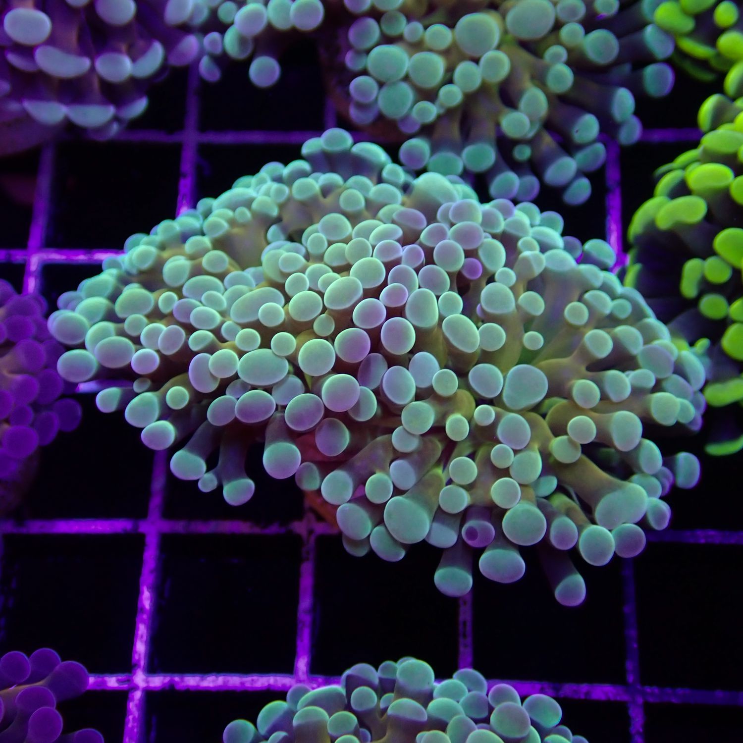 Green Chameleon Frammer - 1-2 Head Frags (Fimbriaphyllia Sp.)