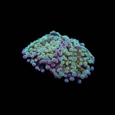 Green Chameleon Frammer - 1-2 Head Frags (Fimbriaphyllia Sp.)