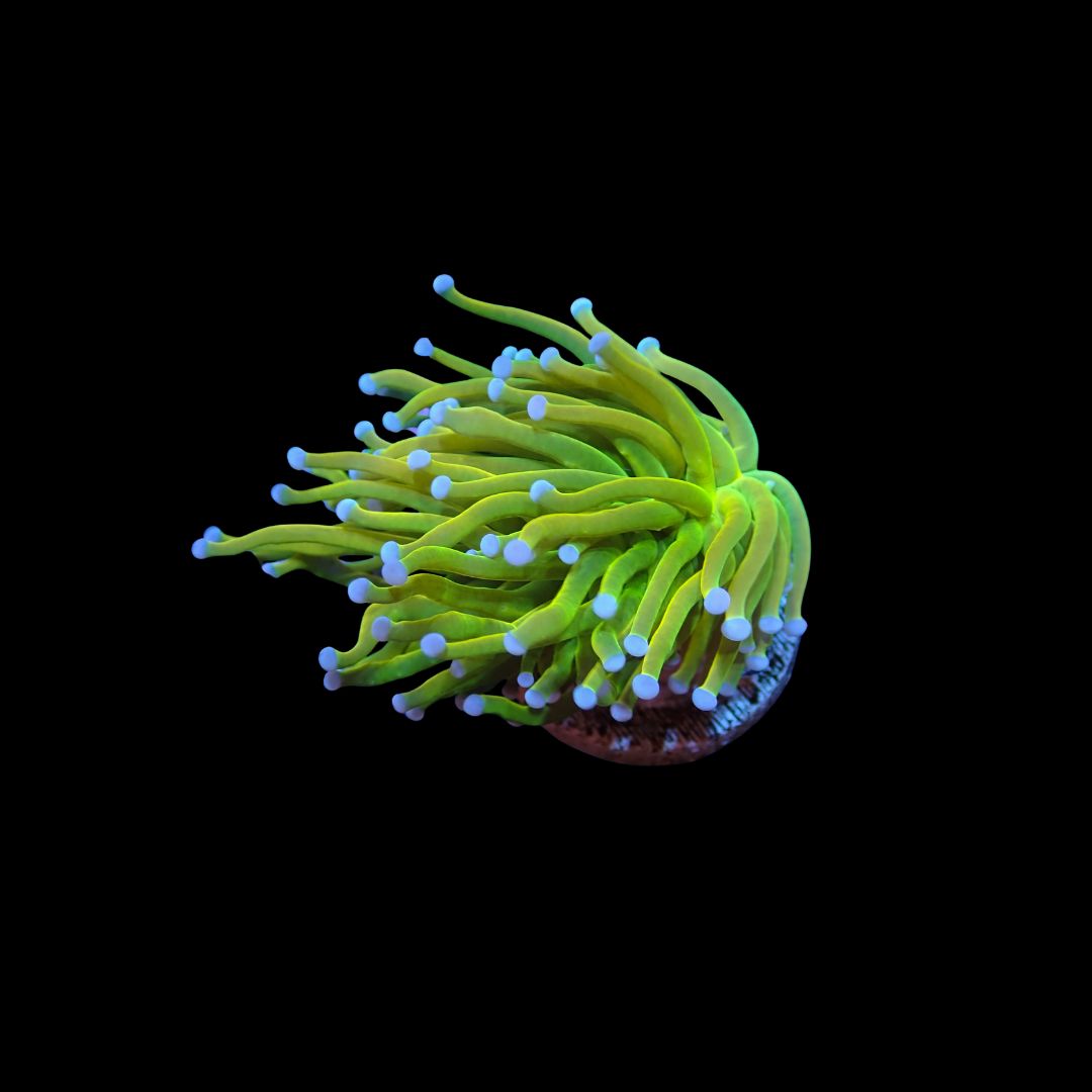 Holy Grail A Torch - 1 Head (Euphyllia Glabrescens)