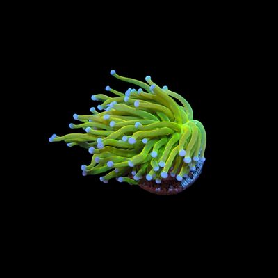 Holy Grail A Torch - 1 Head (Euphyllia Glabrescens)
