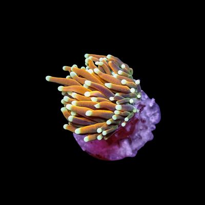 Indo Gold White Tip WYSIWYG (Euphyllia Glabrescens)