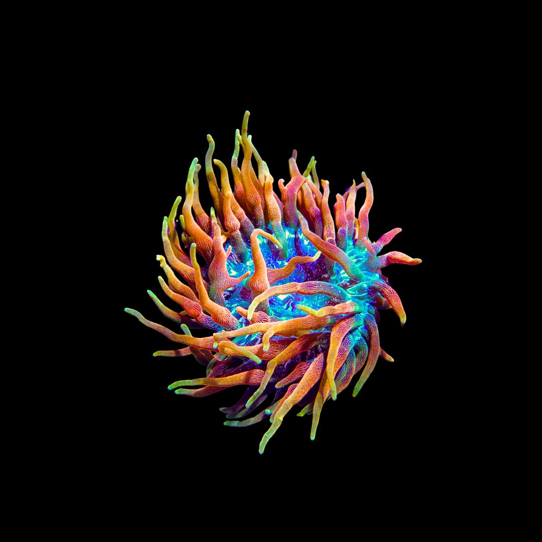 Elite Reef Colorado Sunburst - XL WYSIWYG (Entacmaea Quadricolor)
