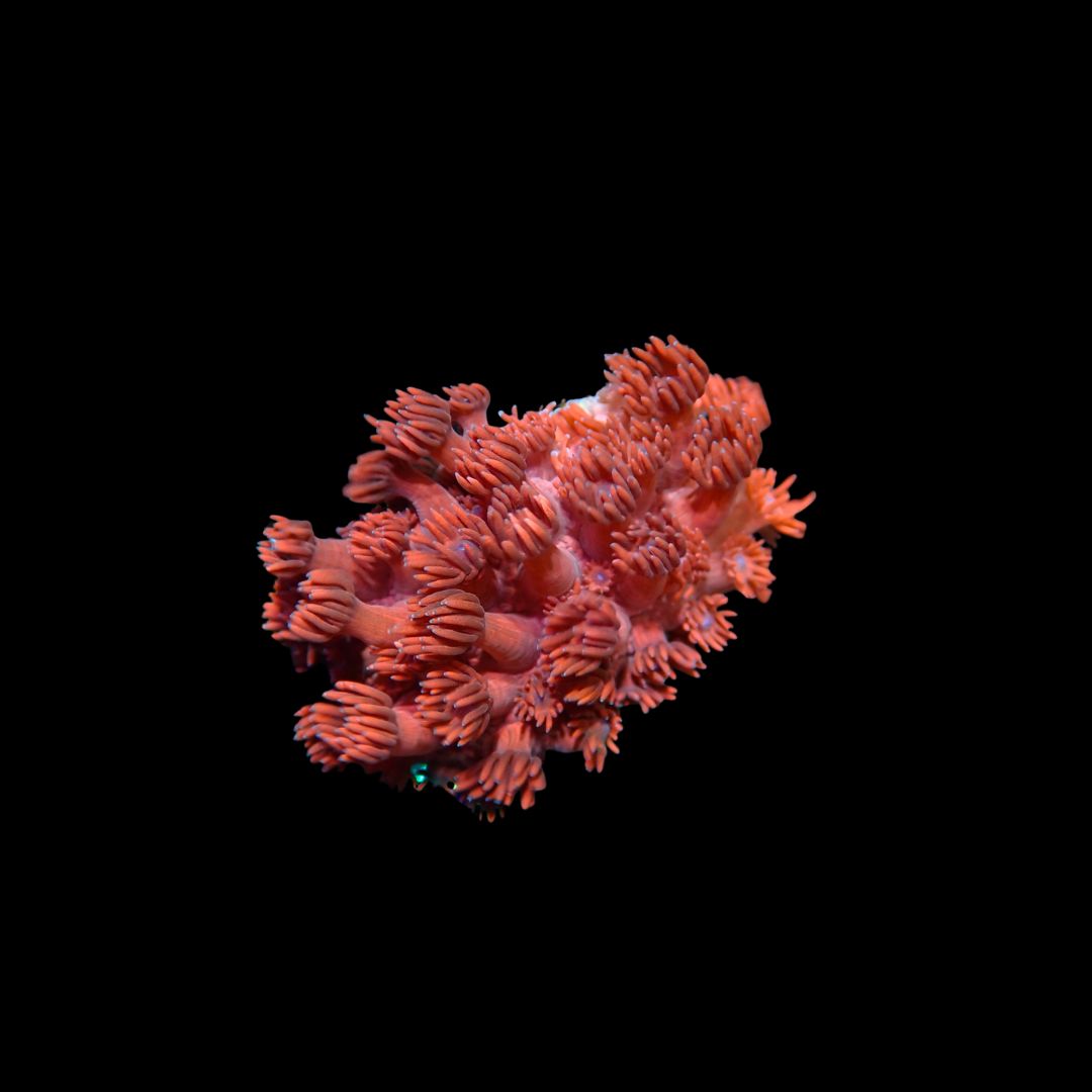 Blue Tip Red Goni - Frag (Goniopora Sp.)