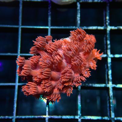 Blue Tip Red Goni - Frag (Goniopora Sp.)