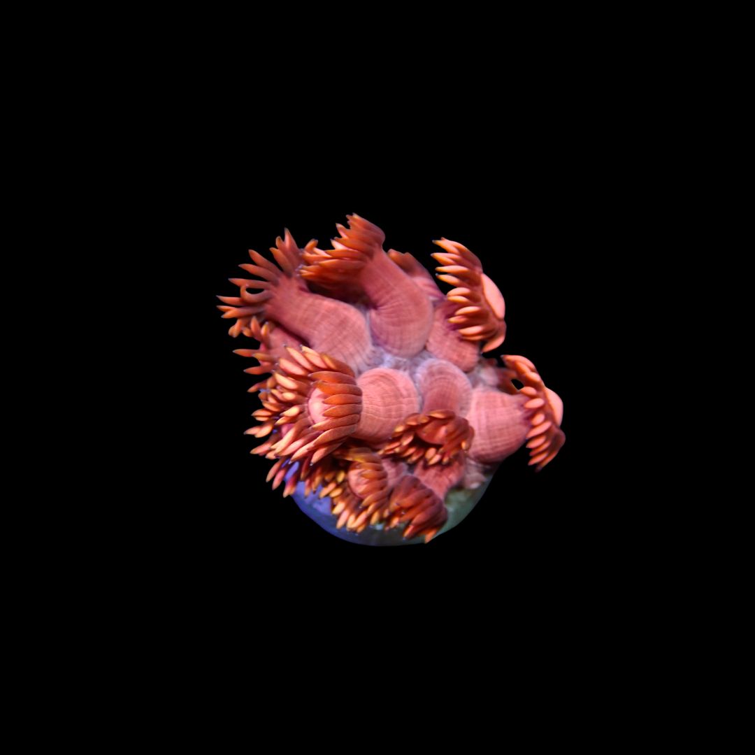Metallic Pink Goni - Frag (Goniopora Sp.)