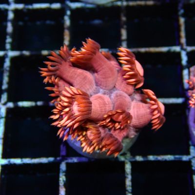 Metallic Pink Goni - Frag (Goniopora Sp.)
