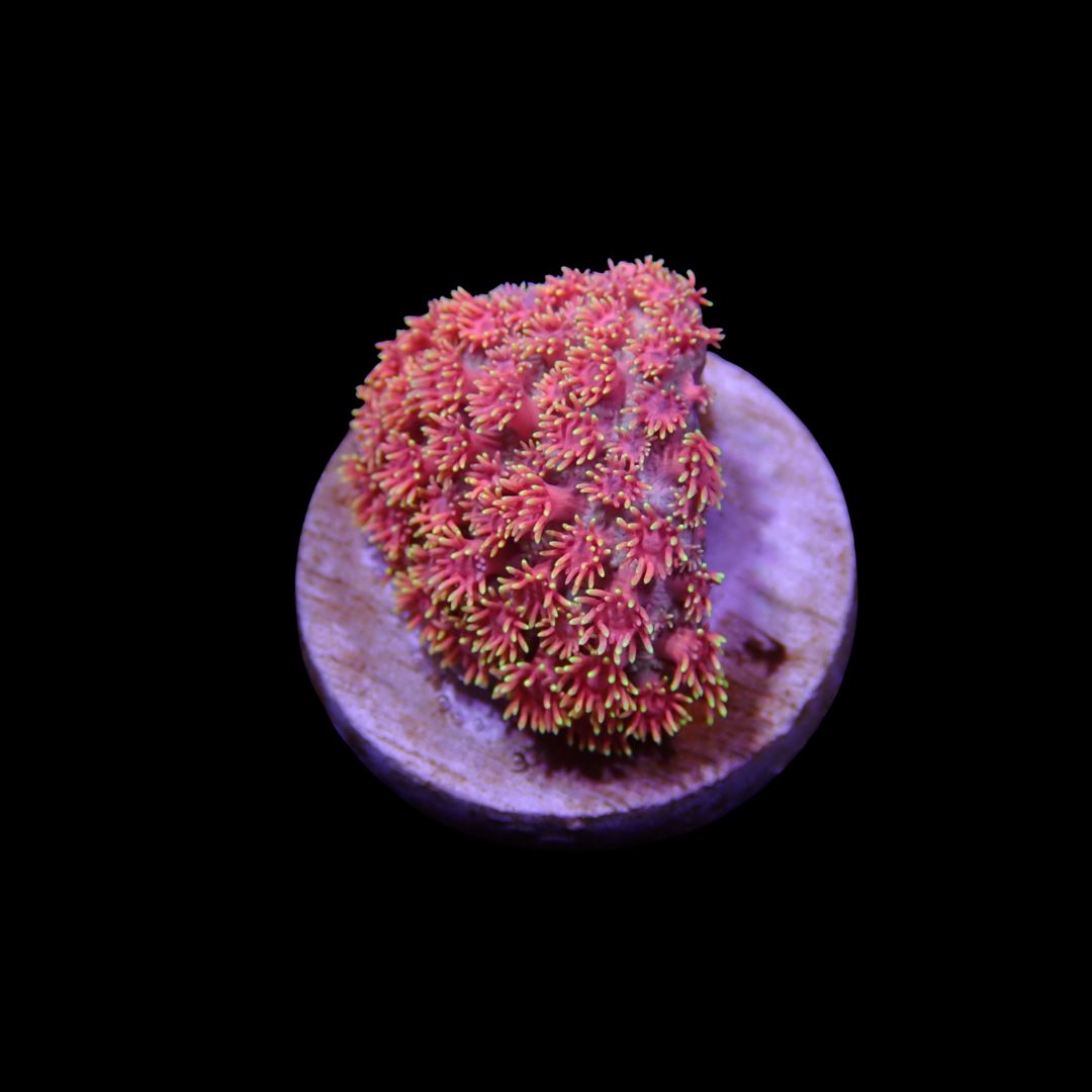 Pink Short Tentacle Goni - Frag (Goniopora Sp.)