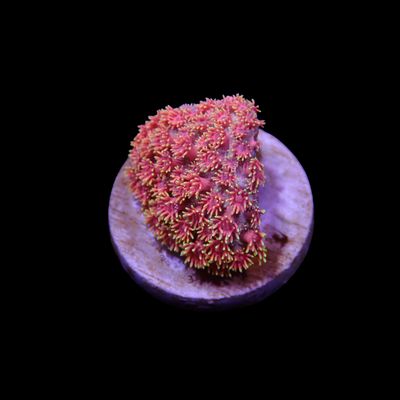 Pink Short Tentacle Goni - Frag (Goniopora Sp.)