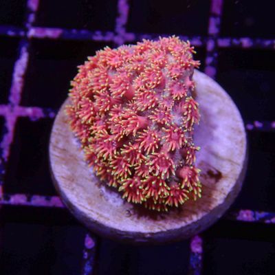 Pink Short Tentacle Goni - Frag (Goniopora Sp.)