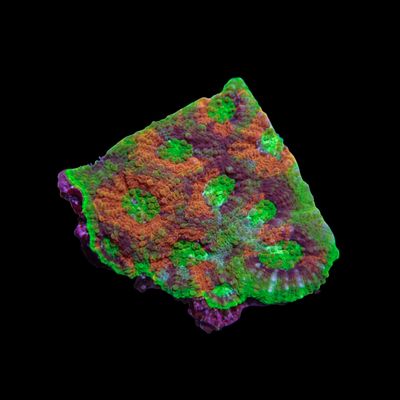 Rainbow Enchinata - Frag (Acan Echinata)