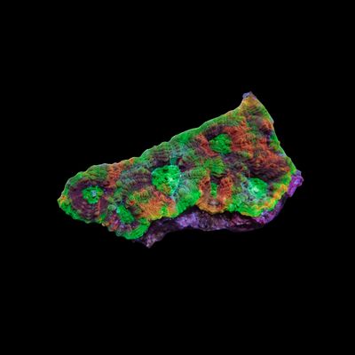 Rainbow Enchinata - Frag (Acan Echinata)