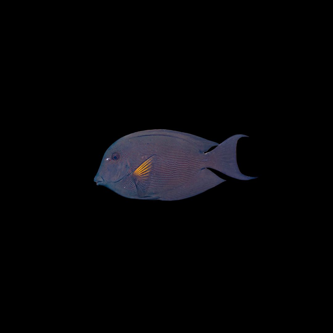 Lined Bristletooth tang (Ctenochaetus Striatus)