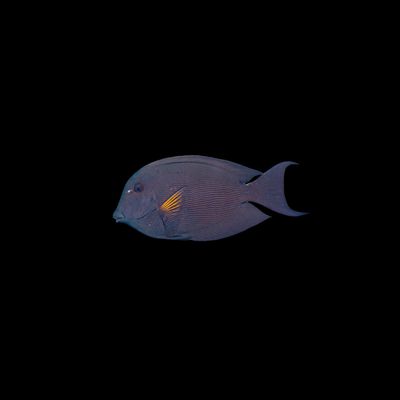 Lined Bristletooth tang (Ctenochaetus Striatus)