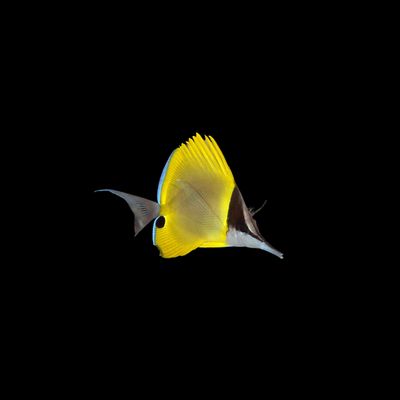 Cenderawasih Longnose Butterflyfish (Forcipiger Wanai)