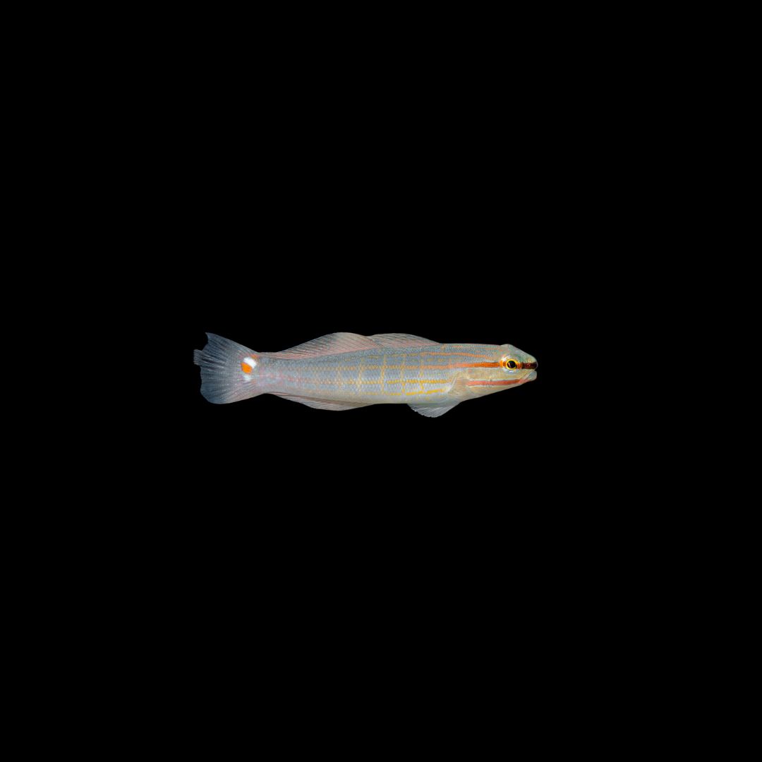 Orange Striped Goby (Amblygoboius Decussatus)