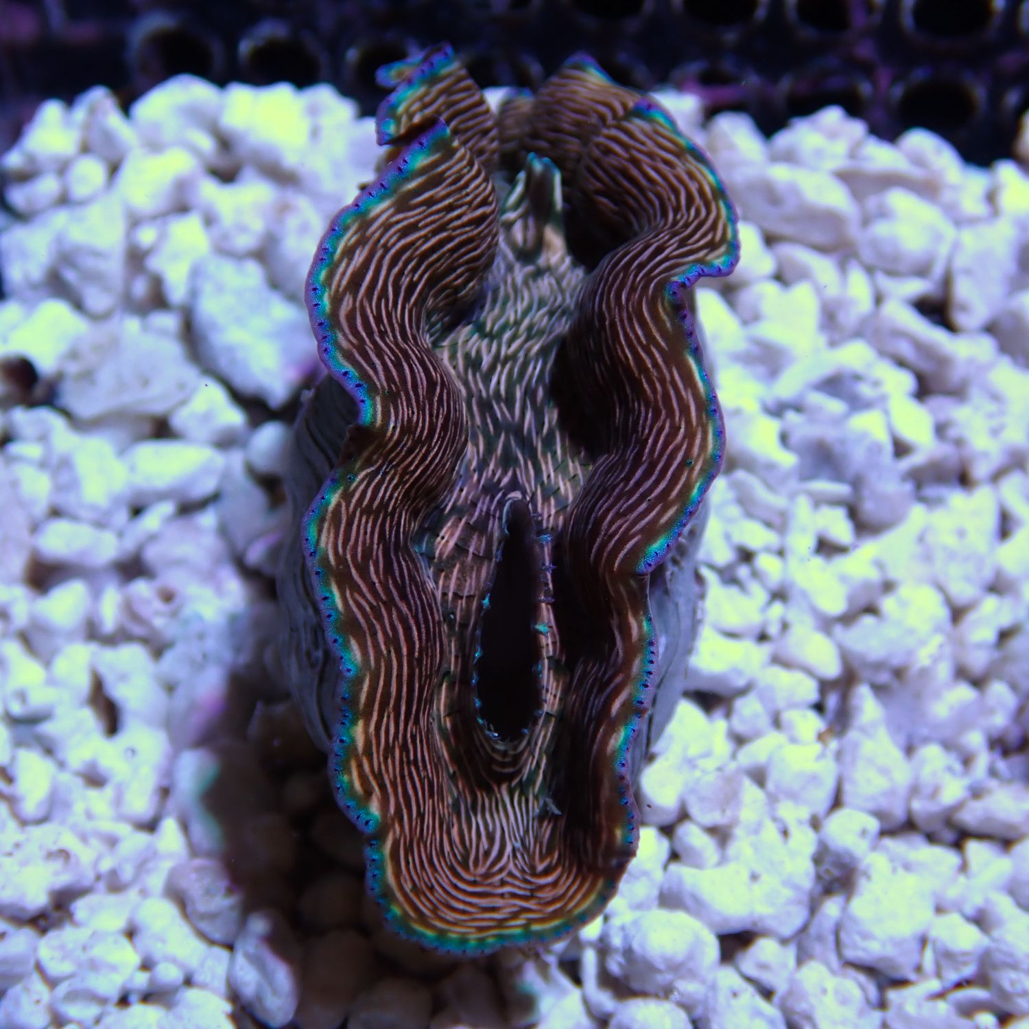 Derasa Clam 2-3" - WYSIWYG 1 (Tridacna Derasa)