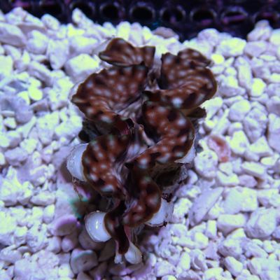Squamosa Clam 2-3" - WYSIWYG 1 (Tridacna Squamosa)