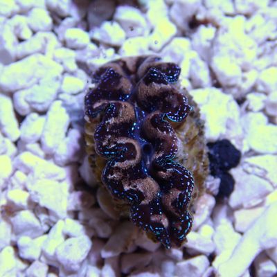 Crocea Clam 1" - WYWIYG 2 (Tridacna Crocea)