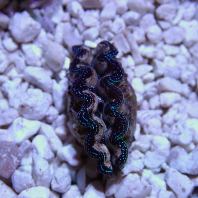 Crocea Clam 1" - WYWIYG 1 (Tridacna Crocea)