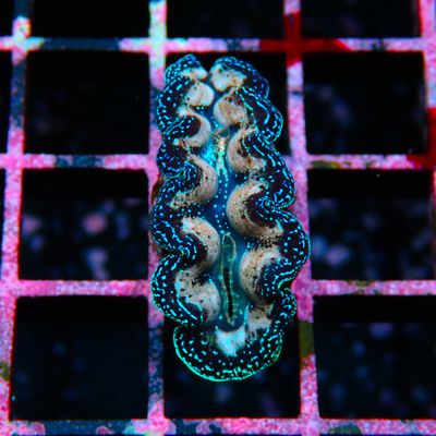 Crocea Clam 1.5" - WYWIYG 1 (Tridacna Crocea)