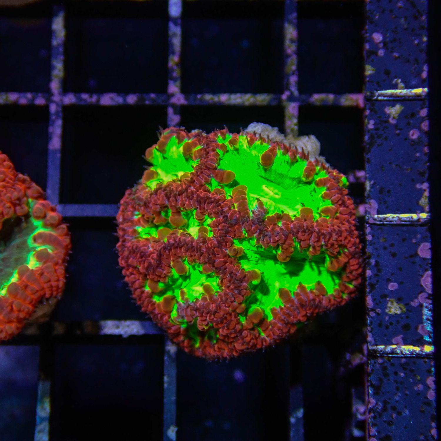 Metallic Green Blasto - Frag (Blastomussa Wellsi)
