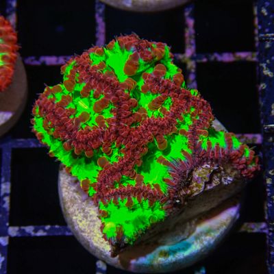 Metallic Green Blasto - Frag (Blastomussa Wellsi)