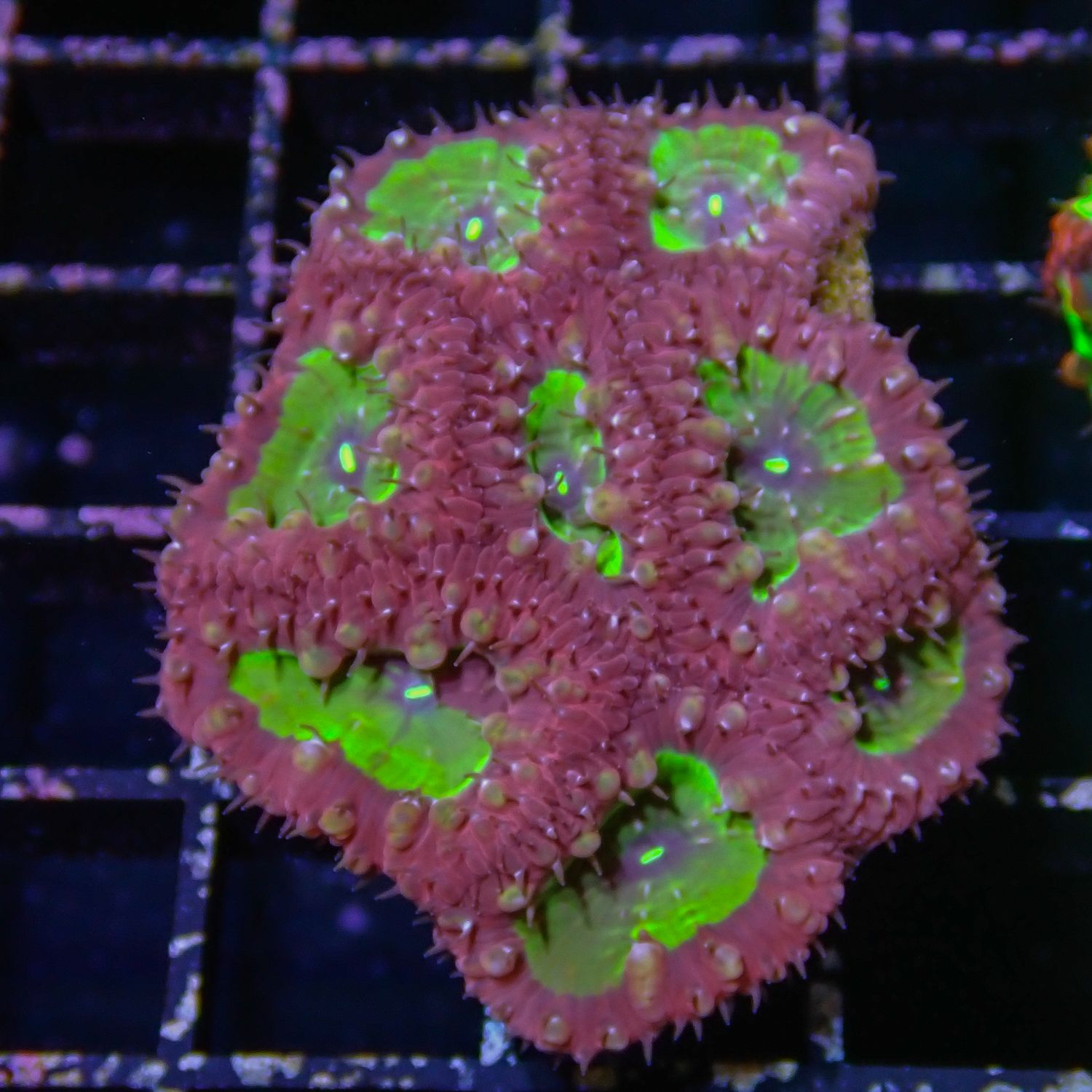 Red and Green Blasto - WYSIWYG 1 (Blastomussa Sp.)