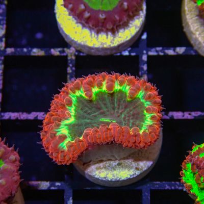 Metallic Red Blasto - Frag (Blastomussa Wellsi)