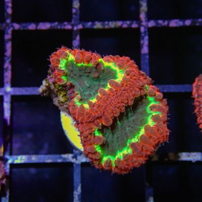 Metallic Red Blasto - Frag (Blastomussa Wellsi)