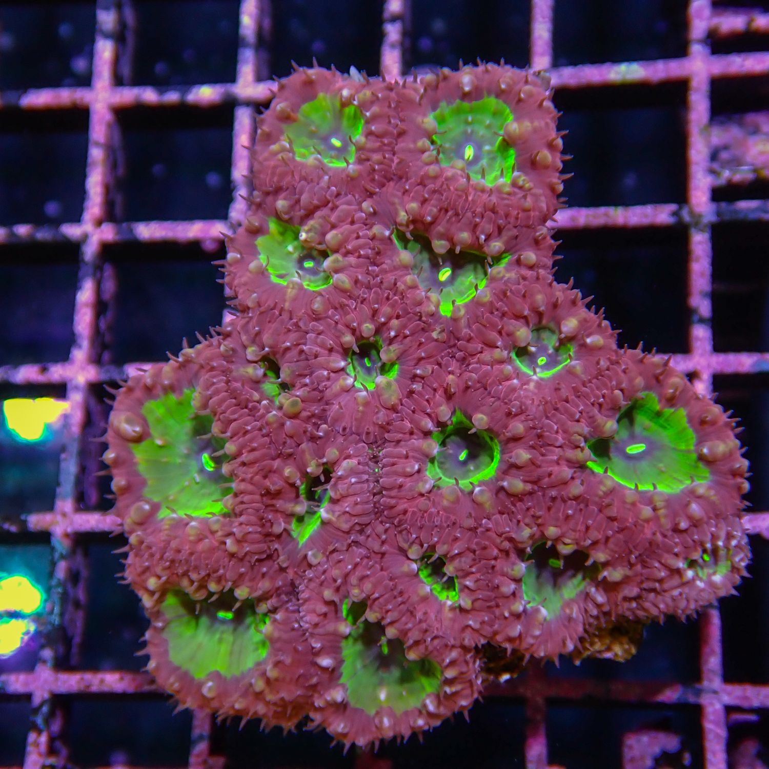 Red and Green Blasto - WYSIWYG 3 (Blastomussa Sp.)