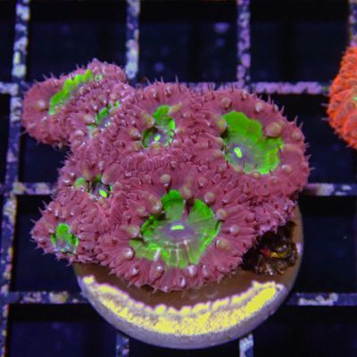 Red and Green Blasto - Frag (Blastomussa Wellsi)