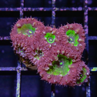 Red and Green Blasto - Frag (Blastomussa Wellsi)