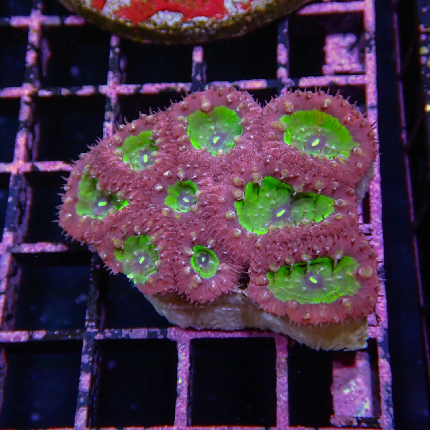 Red and Green Blasto - WYSIWYG 2 (Blastomussa Sp.)