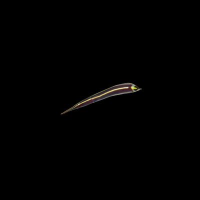 Long Snout Clingfish (Diademichthys Lineatus)