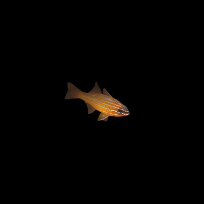 Yellow Striped Cardinalfish (Apogon Cyanosoma)