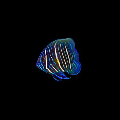 Blue Face Angelfish - Juvenile (Euxiphipops Xanthometopon)