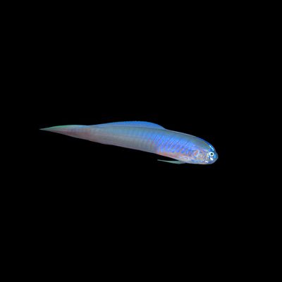 Blue Barred Ribbon Goby (Oxymetopon Cyanoctenosum)