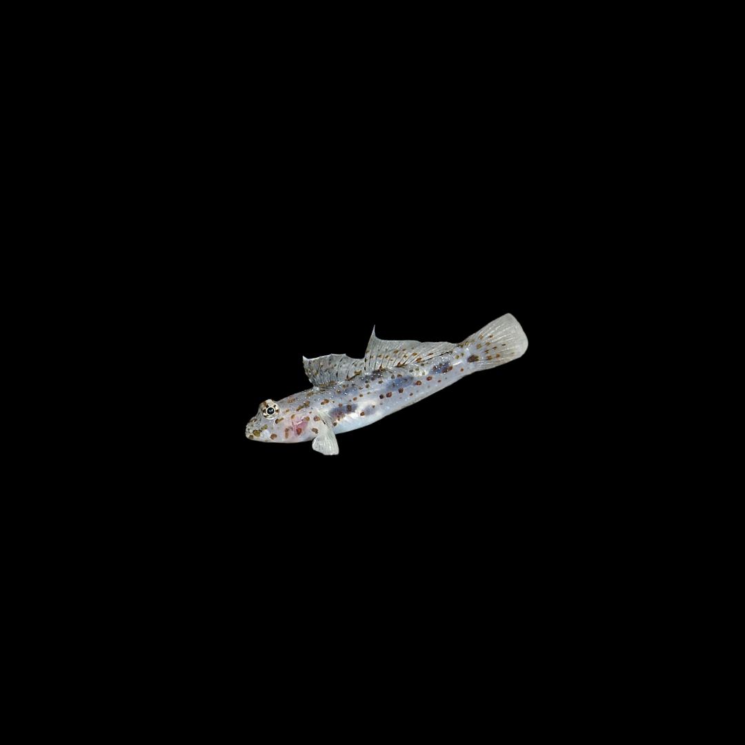 Transparent Cave Goby (Fusigobius Pallidus)