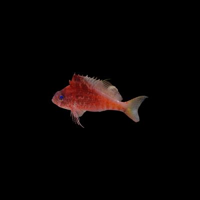 Lyretail Hawkfish (Cyprinocirrhites Polyactus)