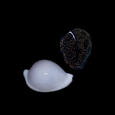 Egg Cowrie - Not Reef Safe (Ovula Ovum)