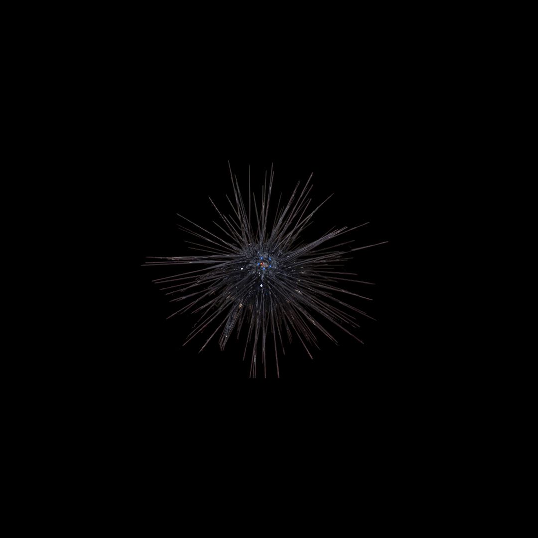 Long Spine Urchin (Diadema Setosum)