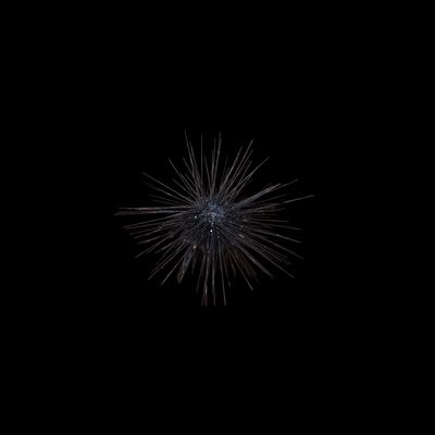 Long Spine Urchin (Diadema Setosum)