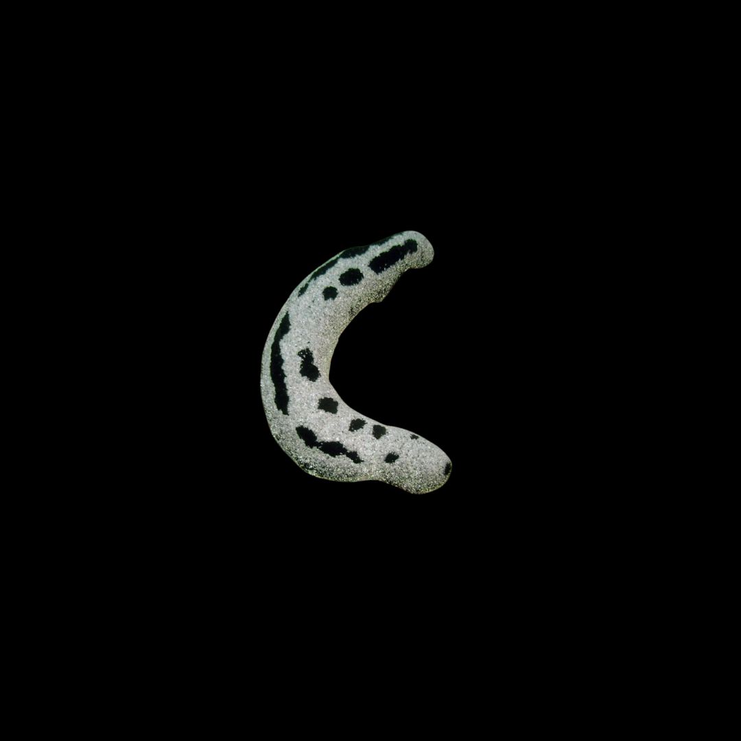 Red Sea Cucumber (Holothuria Atra)