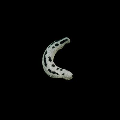 Red Sea Cucumber (Holothuria Atra)