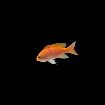 Hutomoi Anthias (Pseudanthias Hutomoi)
