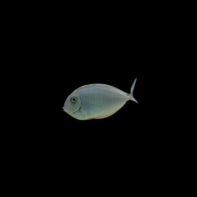 Slender Unicornfish - Small (Naso Lopezi)