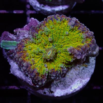 Reaper Yuma - Per Polyp (Ricordea Yuma)