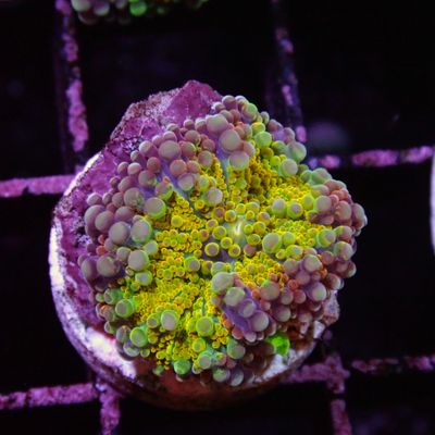 Reaper Yuma - Per Polyp (Ricordea Yuma)